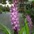 Eucomis humilis 'Twinkle Stars'