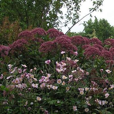 Eupatorium maculatum - Gevlekt leverkruid/Koninginnekruid