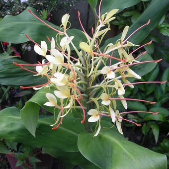 Hedychium gardnerianum