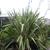 Phormium tenax