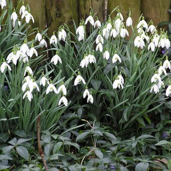 Galanthus nivalis