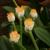 Haemanthus albiflos