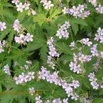 Geranium sylvaticum - Bosooievaarsbek