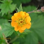 Geum - Nagelkruid