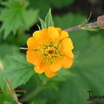 Geum - Nagelkruid