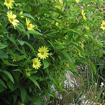 Helianthus 'Lemon Queen'