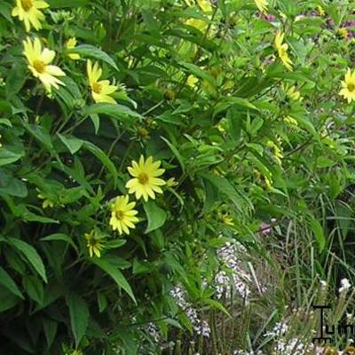 Zonnebloem - Helianthus 'Lemon Queen'