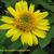 Helianthus decapetalus 'Capenoch Star'