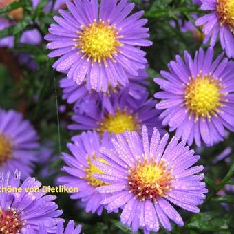 Aster hybride