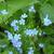 Brunnera macrophylla