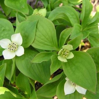 Cornus canadensis