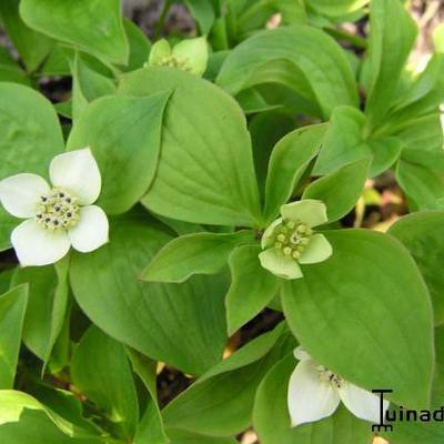 Kornoelje - Cornus canadensis