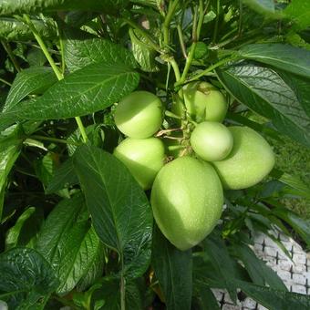 Solanum muricatum