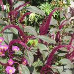 Amaranthus caudatus - Kattenstaartamarant