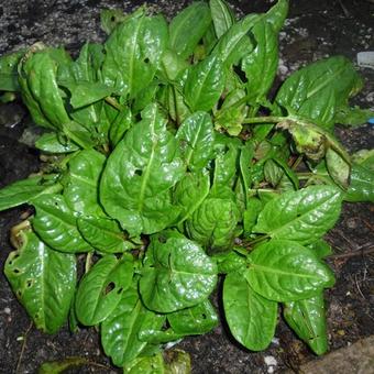 Rumex acetosa var hortensis