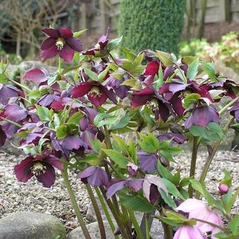 Helleborus orientalis