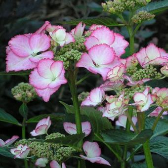 Hydrangea macrophylla 'Love You Kiss