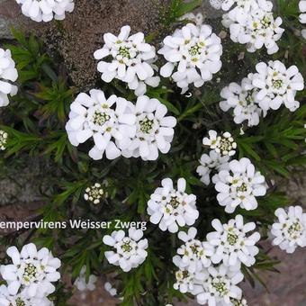 Iberis sempervirens 'Snowflake'