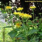 Inula - Alant