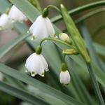 Leucojum aestivum - Zomerklokje