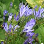 Triteleia ixioides - Triteleia