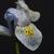 Iris 'Katharine Hodgkin'