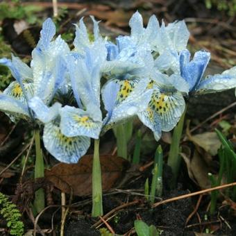 Iris 'Katharine Hodgkin'