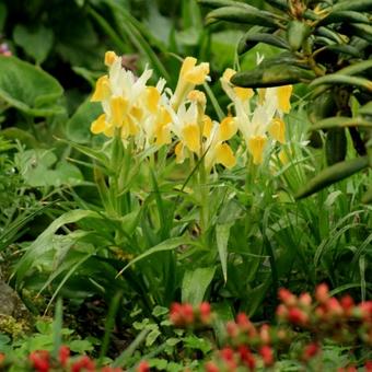 Iris bucharica