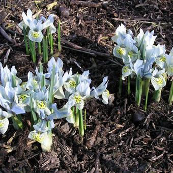 Iris 'Katharine Hodgkin'