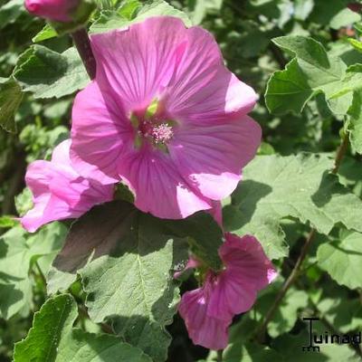 Struikmalva - Lavatera x clementii 'Bredon Springs'