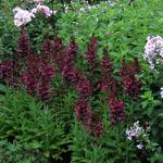 Lobelia x speciosa 'Dark Red' - Lobelia