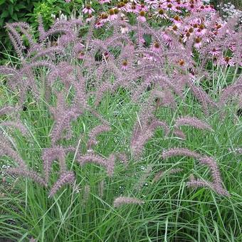 Pennisetum orientale 'Karley Rose'