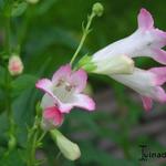 Penstemon 'Thorn' - Slangekop