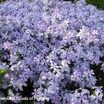 Phlox divaricata - Vlambloem/Flox