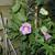 Cobaea scandens