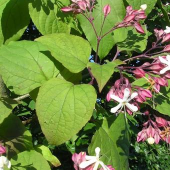 Clerodendrum trichotomum