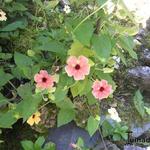 Thunbergia alata - Suzanne-met-de-mooie-ogen