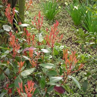 Photinia x fraseri 'Red Robin'