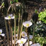 Podophyllum  - Voetblad