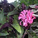 Justicia carnea  - Jacobinia