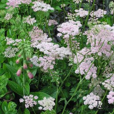 Grote bevernel - Pimpinella major 'Rosea'