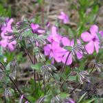 Phlox procumbens 'Rosea' - Floks, vlambloem