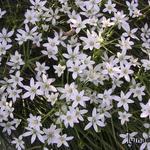 Ornithogalum pyramidale - Vogelmelk