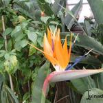 Strelitzia reginae - Paradijsvogelbloem