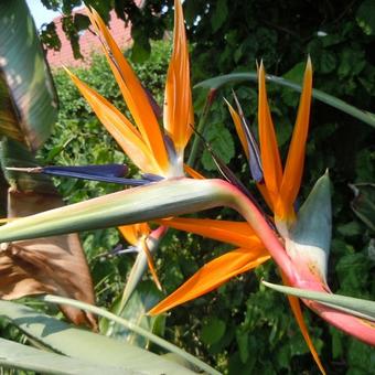 Strelitzia reginae