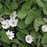 Jeffersonia diphylla - Jeffersonia