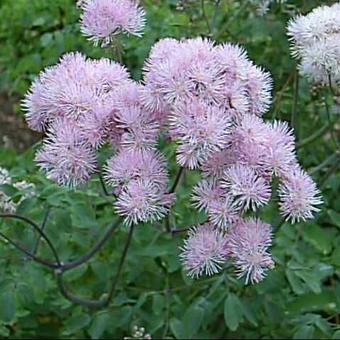 Thalictrum aquilegifolium