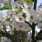 Pyrus calleryana 'Chanticleer' - Sierpeer