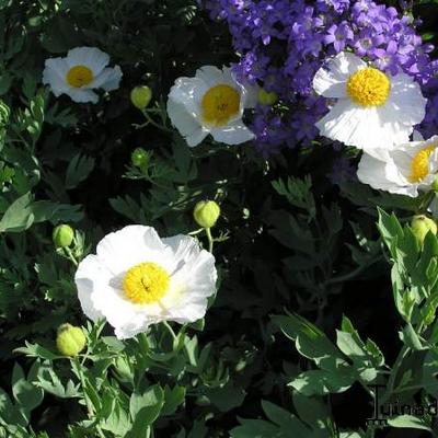 Californische boompapaver - Romneya coulteri