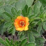 Potentilla megalantha 'Majlands' - Grootbloemige ganzerik